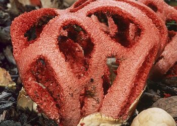 Ein seltener Gast in Gärten oder Parkanlagen: Der Rote Gitterling