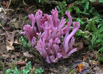 Pilz des Jahres 2025: Die Amethystfarbene Wiesenkoralle