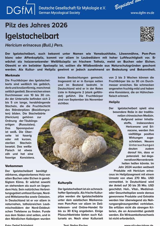 Plakat Pilz des Jahres 2026 Igelstachelbart