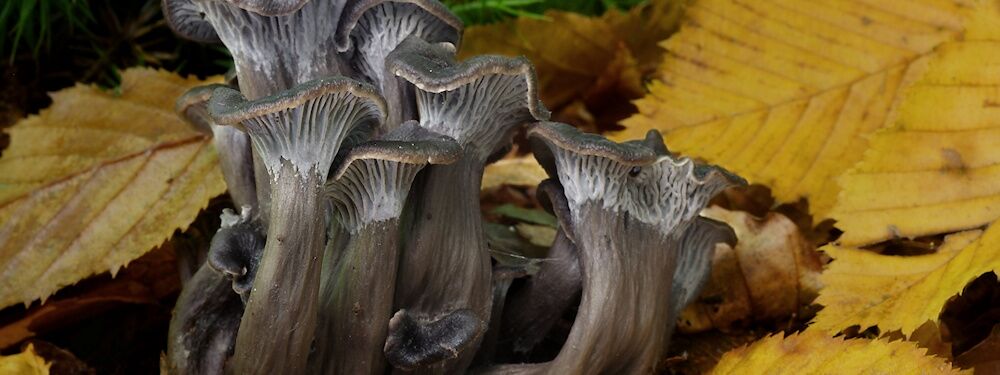 Der Graue Leistling gehört als Pfifferlingsart zu den besonders geschützten Pilzen