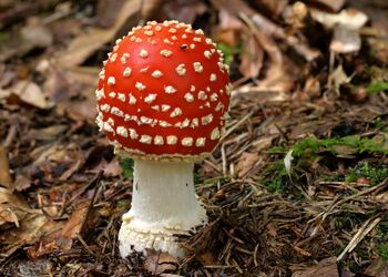 Der Fliegenpilz (Amanita muscaria) ist Pilz des Jahres 2022