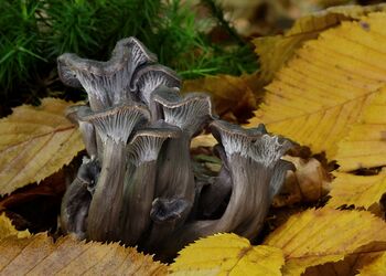 Der Graue Leistling gehört als Pfifferlingsart zu den besonders geschützten Pilzen