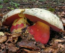 Zwei Satansröhrlinge stehen im Laub