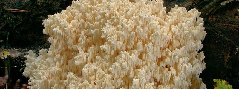 Ein Ästiger Stachelbart vor einem Baumstamm