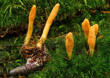 Die Puppen-Kernkeule gehört zu den Schauchpilzen