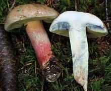 Schnittbild einen Schönfußröhrlings