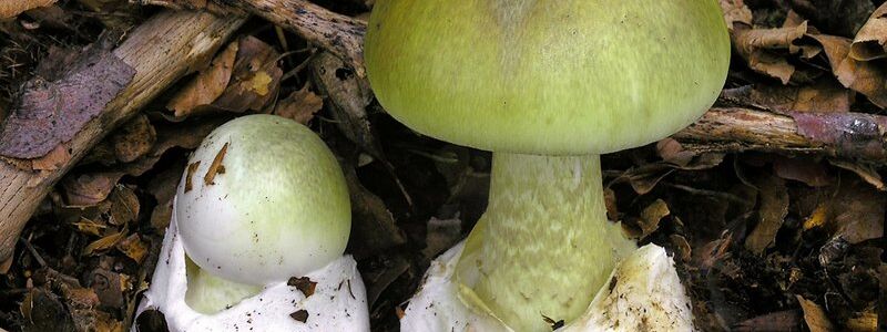 Junge Exemplare des Grünen Knollenblätterpilzes mit gut sichtbaren Merkmalen