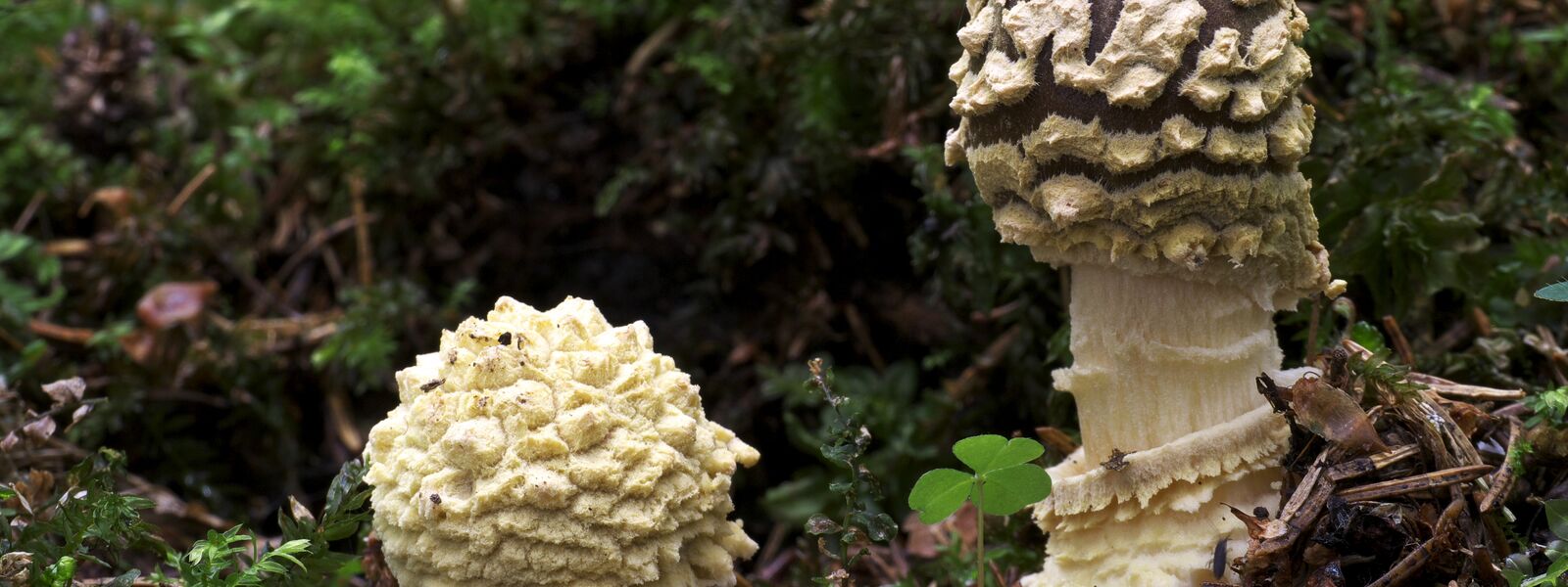 Der  Königsfliegenpilz (Amanita regalis), Pilz des Jahres 2000, im Jugendstadium