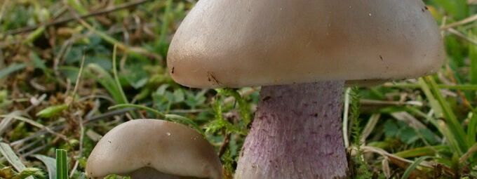 Der seltene Lilastiel-Rötelritterling (Lepista personata) ist Pilz des Jahres 2016