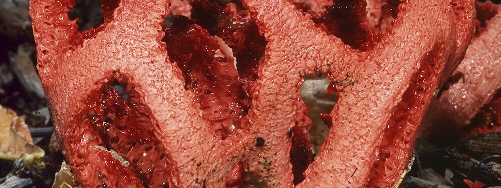 Ein seltener Gast in Gärten oder Parkanlagen: Der Rote Gitterling