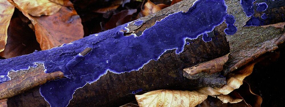 Seine indigofarbenen Fruchtkörper kennzeichnen den Pilz des Jahres 2009, den Blauen Rindenpilz