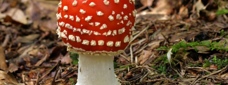 Der Fliegenpilz (Amanita muscaria) ist Pilz des Jahres 2022