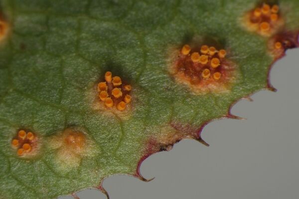 Detailaufnahme von Getreiderost an Berberitze