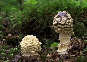 Der  Königsfliegenpilz (Amanita regalis), Pilz des Jahres 2000, im Jugendstadium
