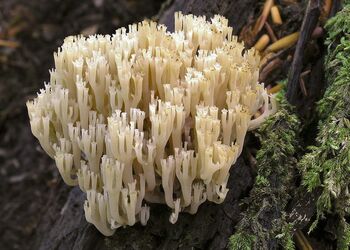 Nur am Totholz abgestorbener Baumstämme findet man die Becherkoralle.