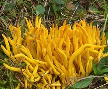 Die Spindelige Wiesenkeule leidet unter dem Rückgang ihres Lebensraums