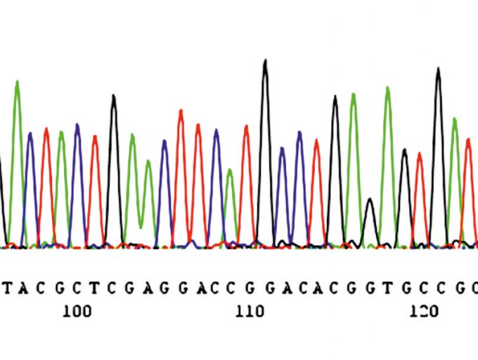 Pilze: Chromatogramm einer automatischen DNA-Sequenzierung (Ausschnitt)
