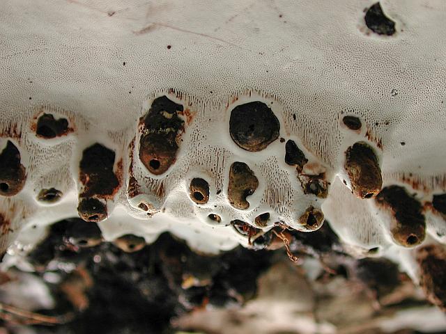 Eine Pilzgallenfliege besiedelt einen Porling