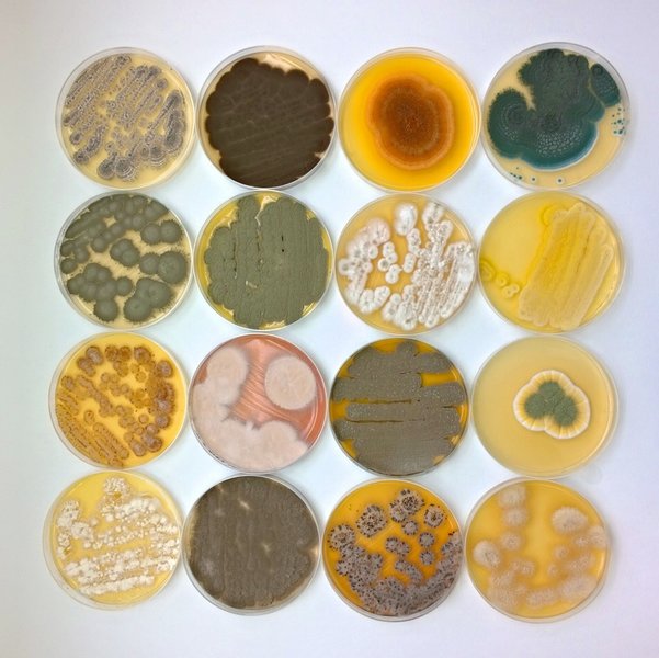 Ansicht von Pilzkulturen in Schalen