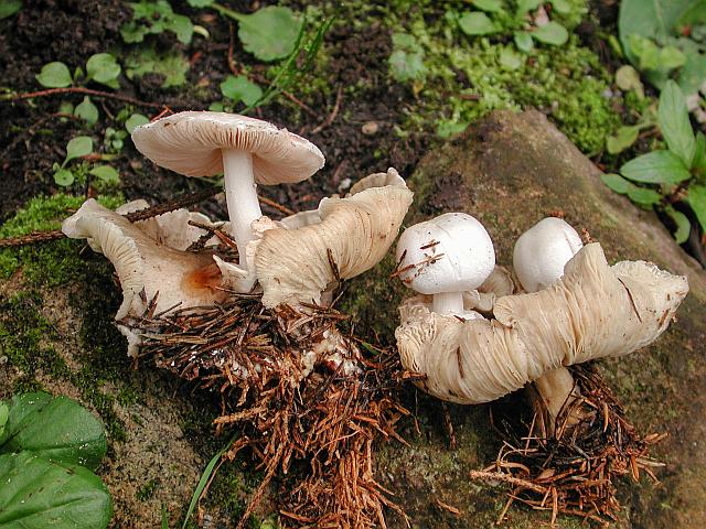 Nebelkappen mit parasierendem Pilz auf dem Hut