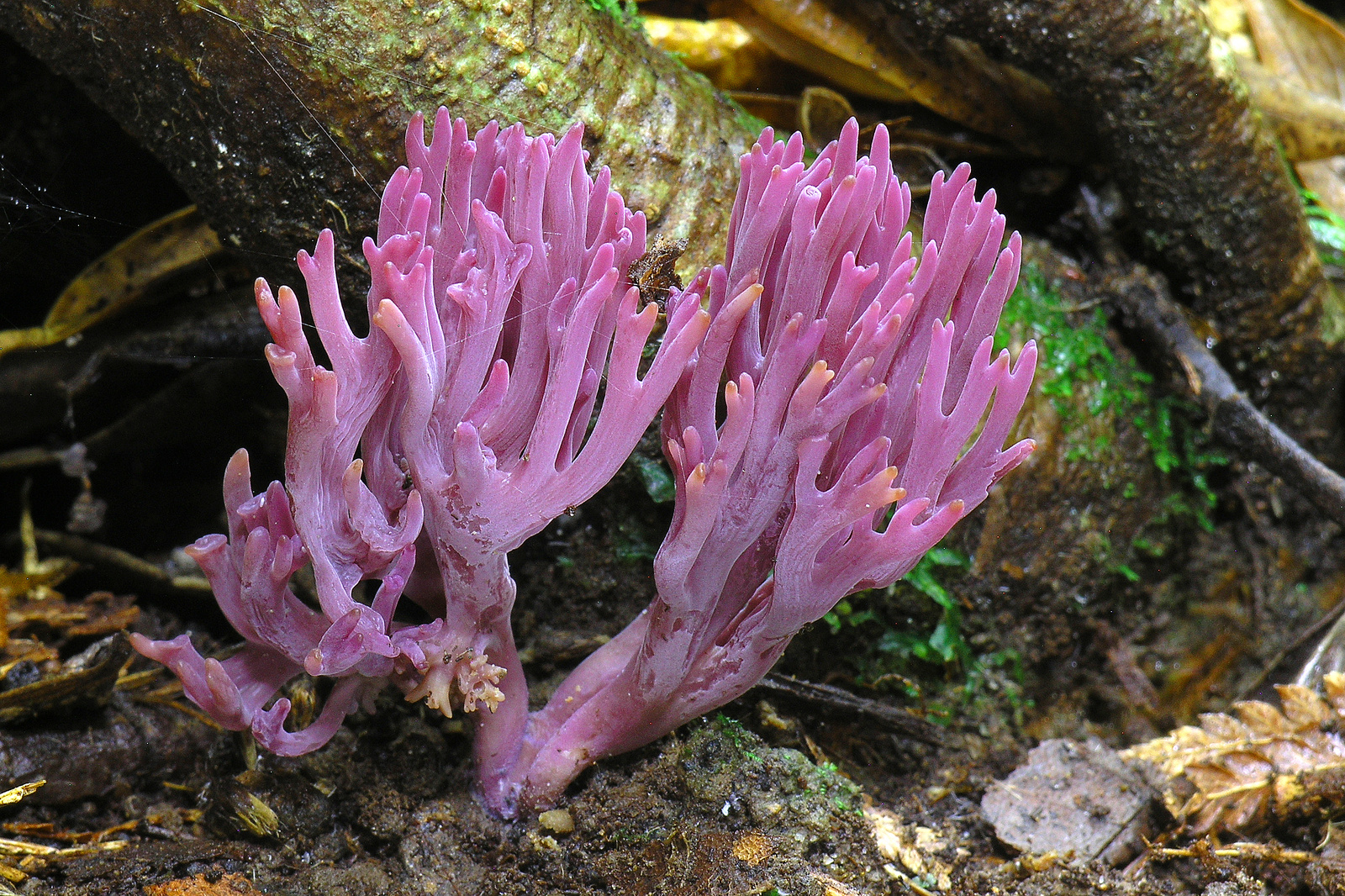Die Amethystfarbene Wiesenkoralle gehört zu den sogenannten CHEGD-Arten (Clavaria, Hygrocybe, Entoloma, Geoglossum, Dermoloma)