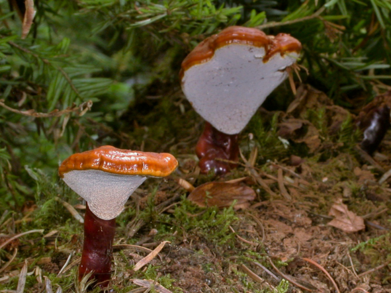 Der als Reishi bezeichnete Glänzende Lackporling gilt als Heilpilz